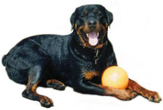 Rottie Dog