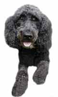 Poodle Dog