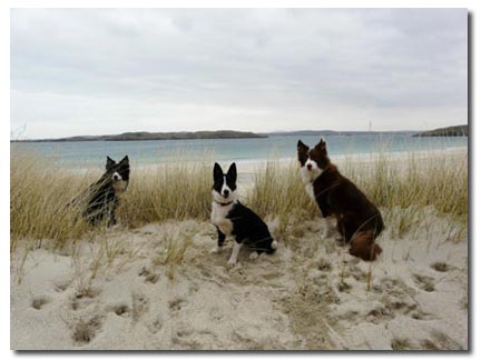 Dog on a Beach