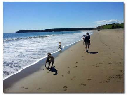 Dog walk on a Beach